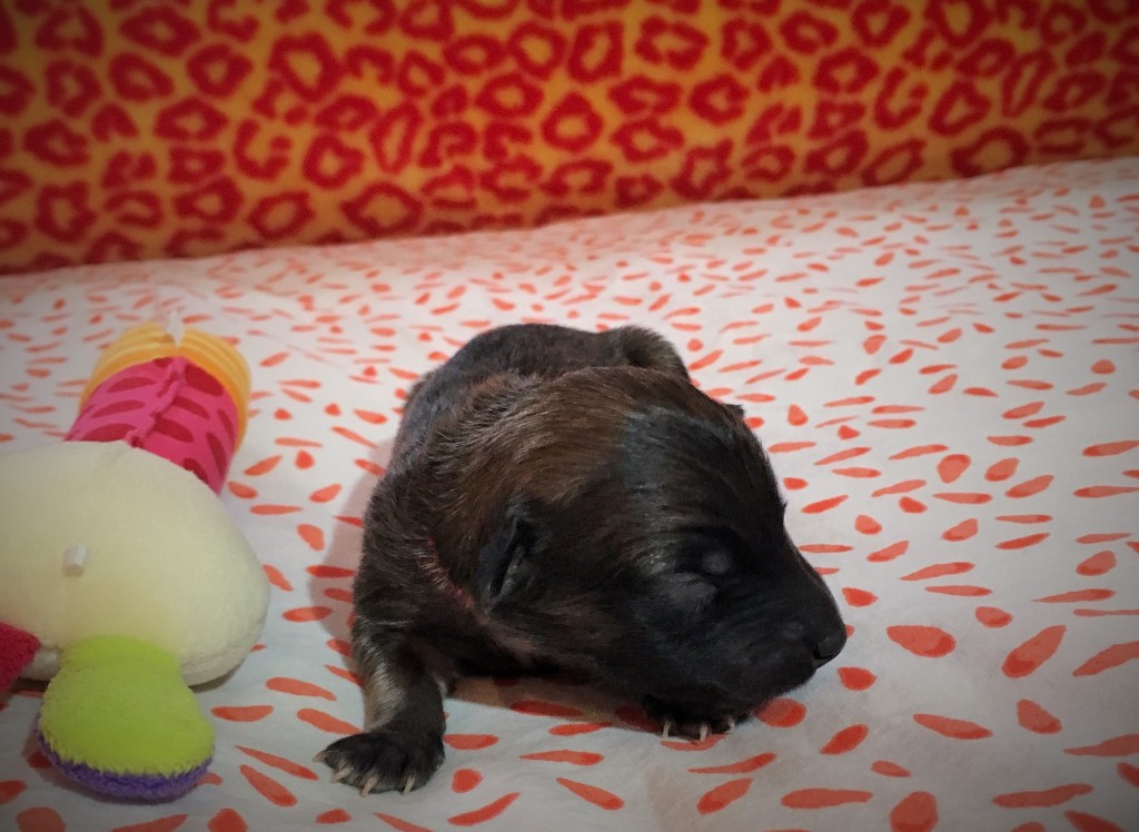 Jugend vom schwarzen Schwan