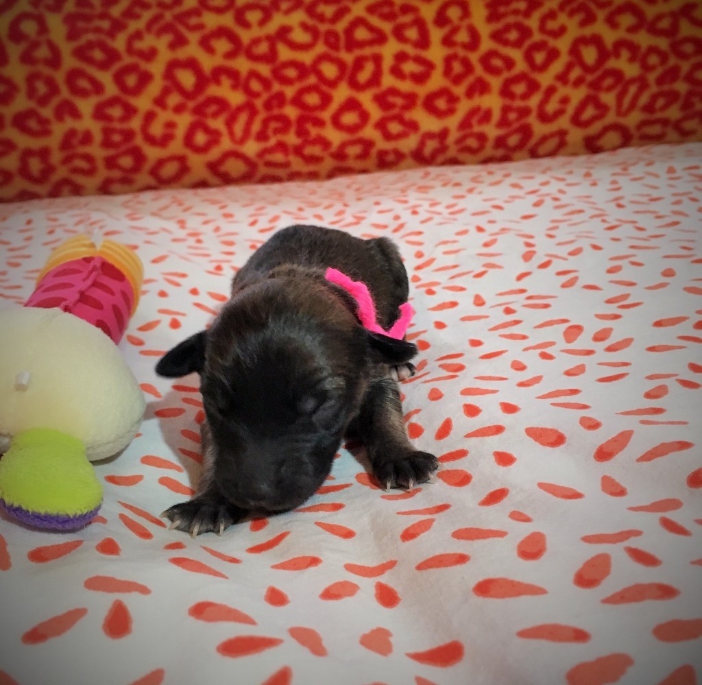 Jugend vom schwarzen Schwan