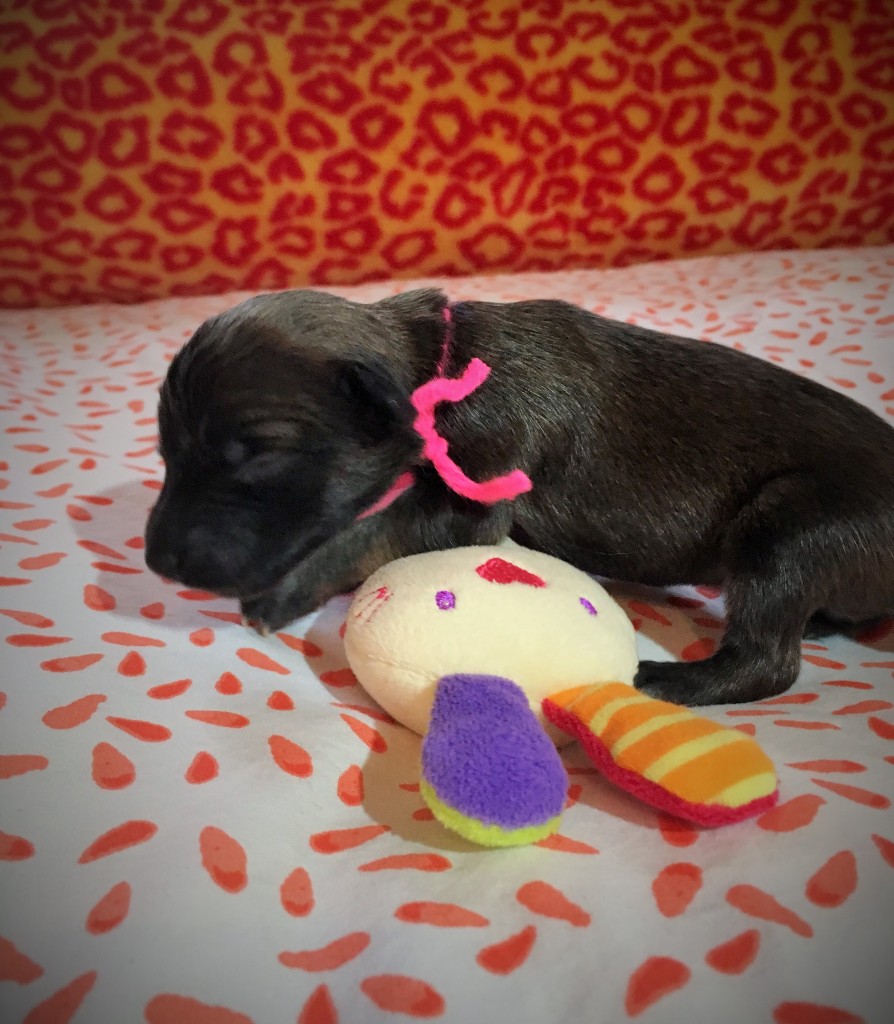 Jugend vom schwarzen Schwan