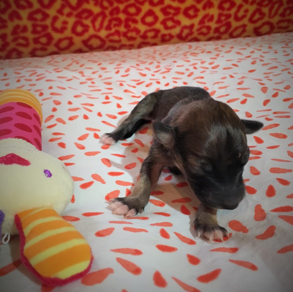 Junge Liebe vom schwarzen Schwan