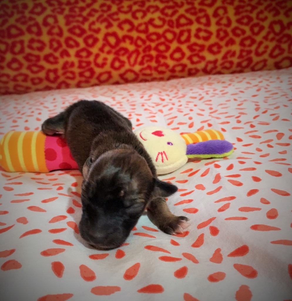 Junge Liebe vom schwarzen Schwan