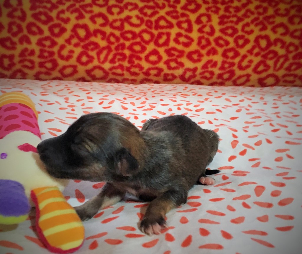 Junge Liebe vom schwarzen Schwan