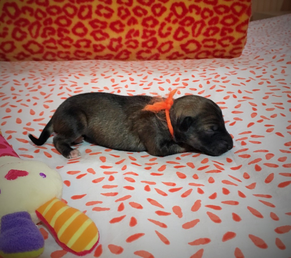 Jubelfeier vom schwarzen Schwan