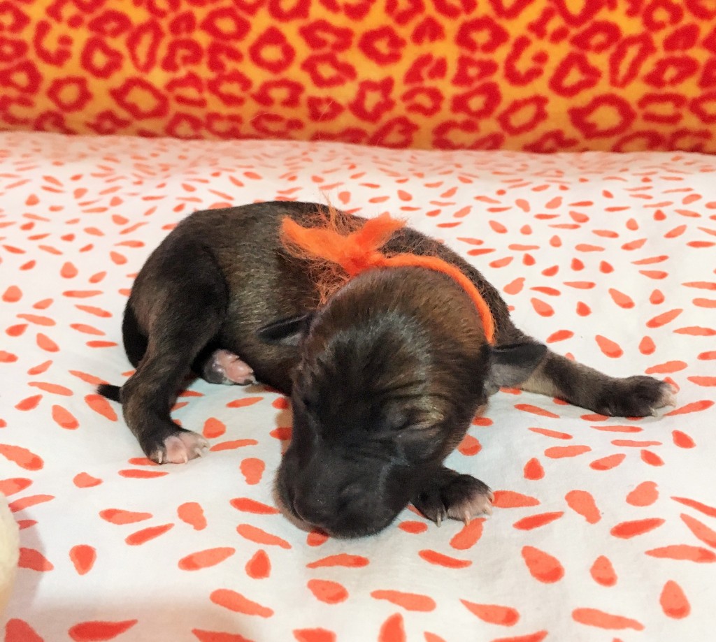 Jubelfeier vom schwarzen Schwan