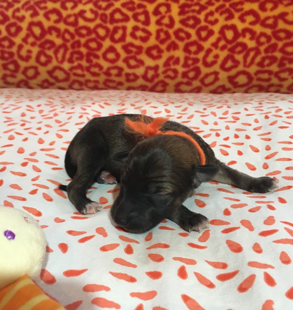 Jubelfeier vom schwarzen Schwan