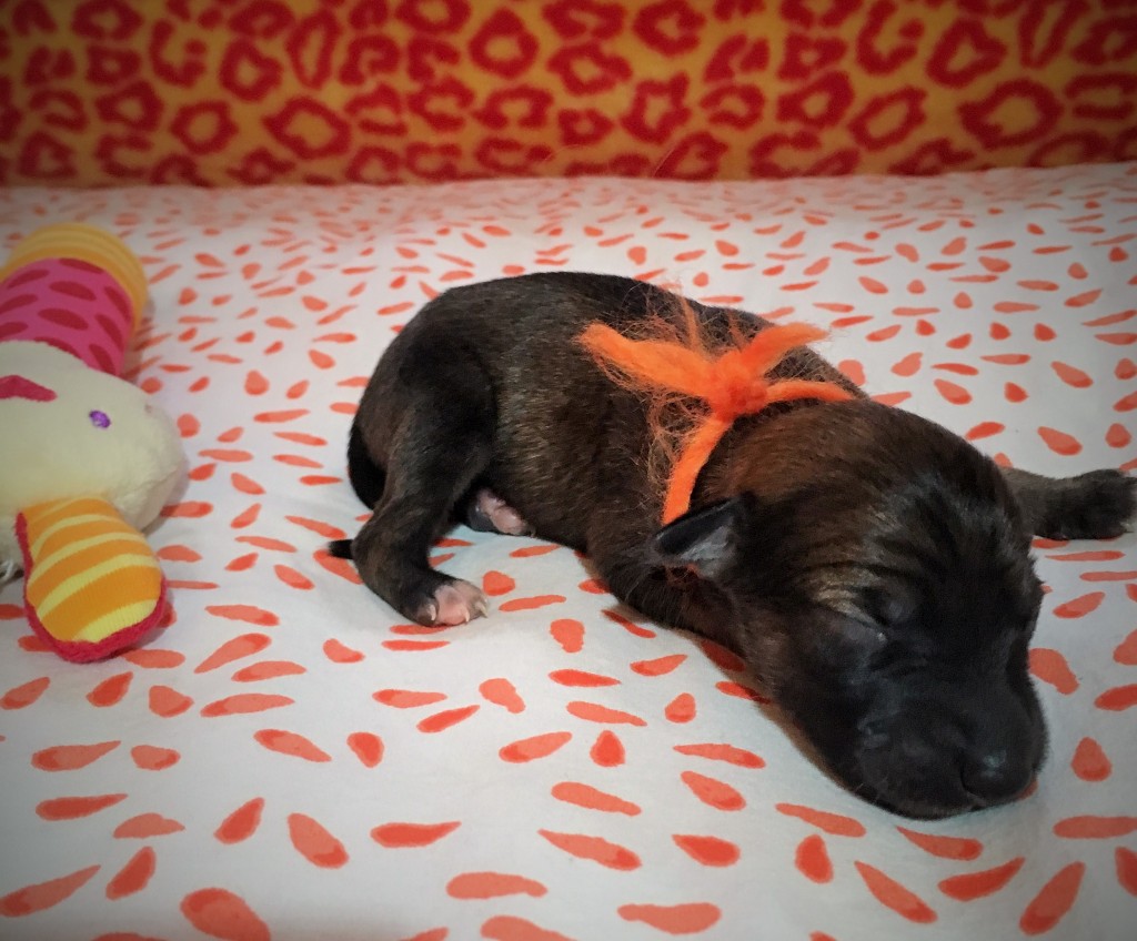 Jubelfeier vom schwarzen Schwan