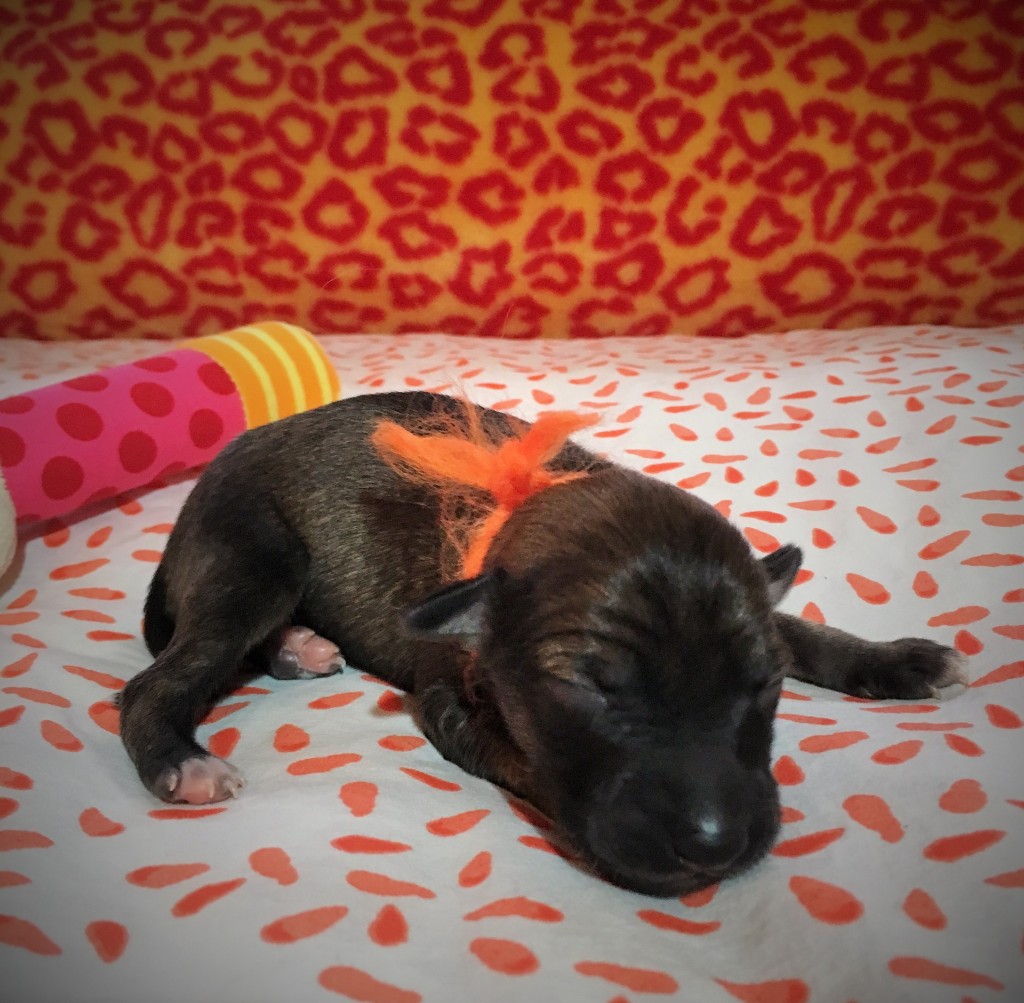 Jubelfeier vom schwarzen Schwan