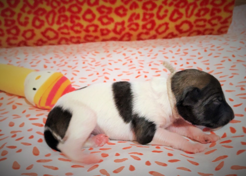 Jahreszeiten vom schwarzen Schwan