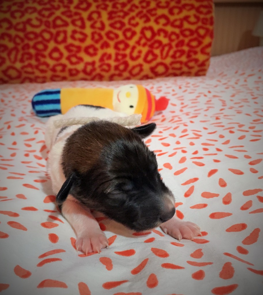 Jahreszeiten vom schwarzen Schwan