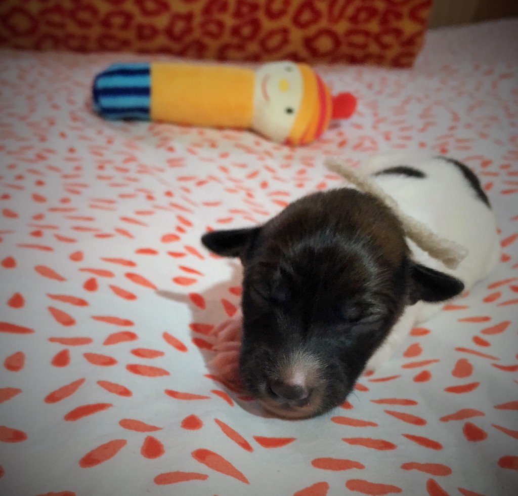 Jahreszeiten vom schwarzen Schwan