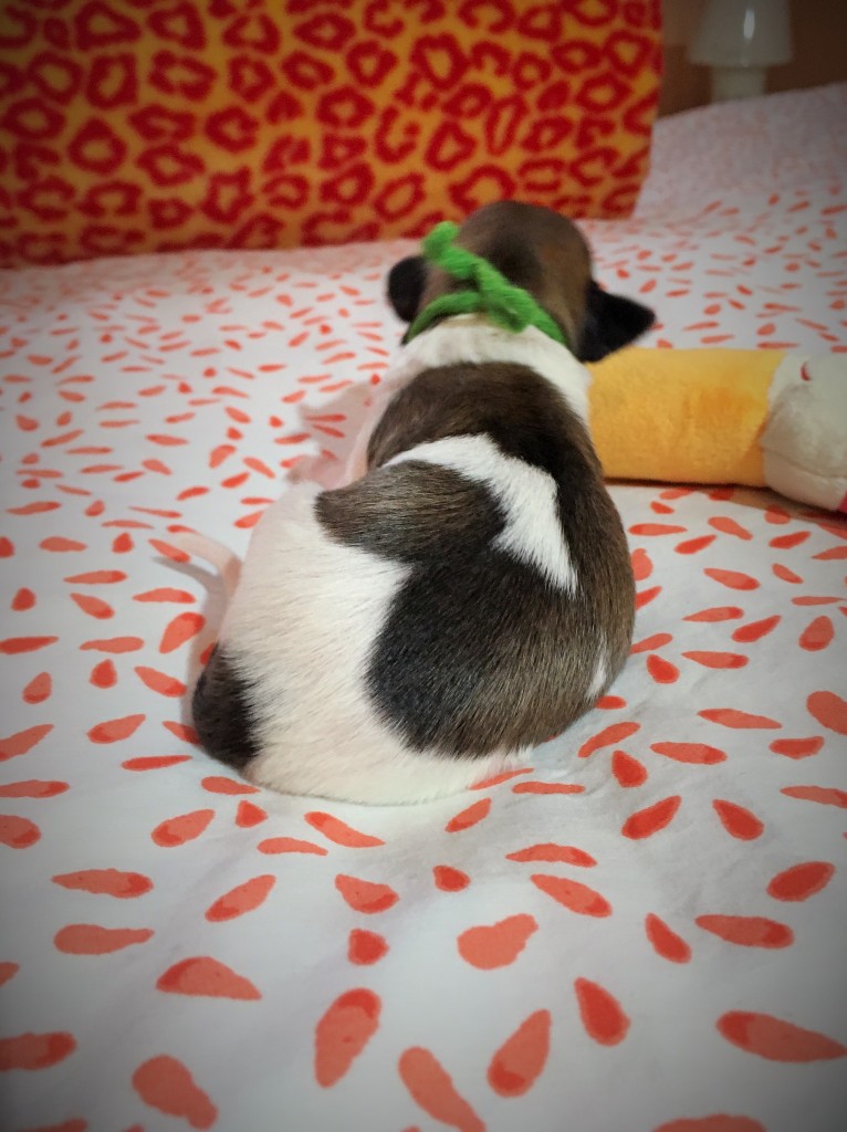 Jeremia vom schwarzen Schwan