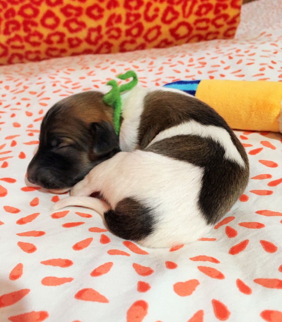 Jeremia vom schwarzen Schwan