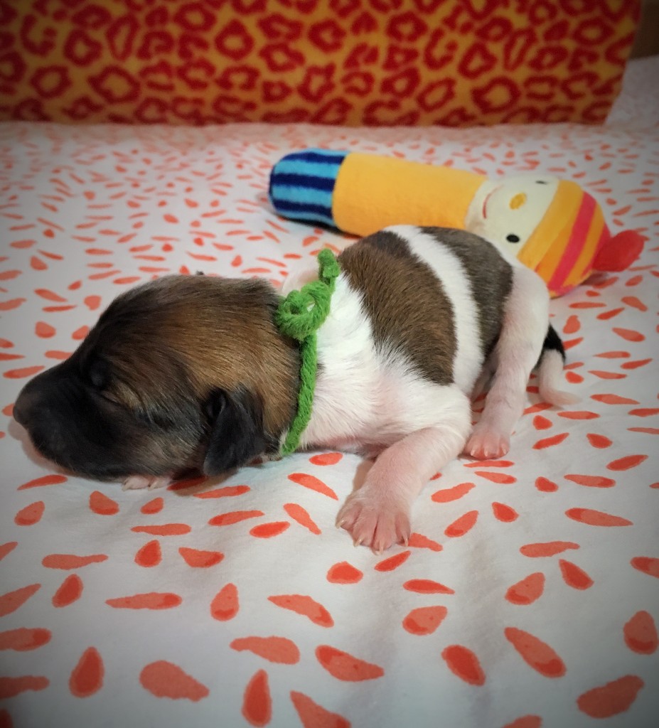 Jeremia vom schwarzen Schwan