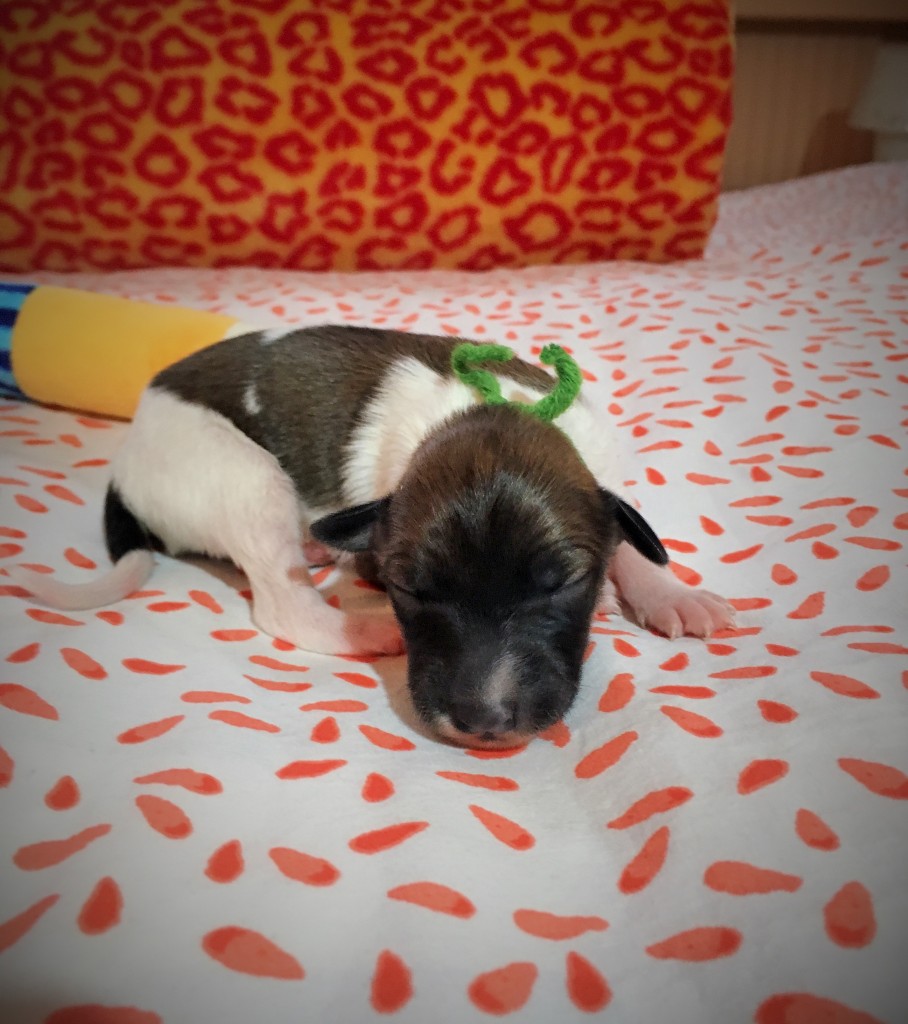 Jeremia vom schwarzen Schwan