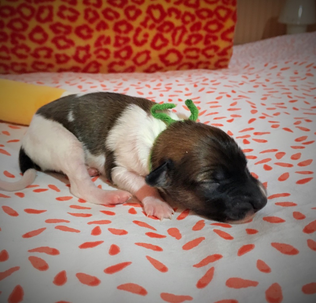 Jeremia vom schwarzen Schwan