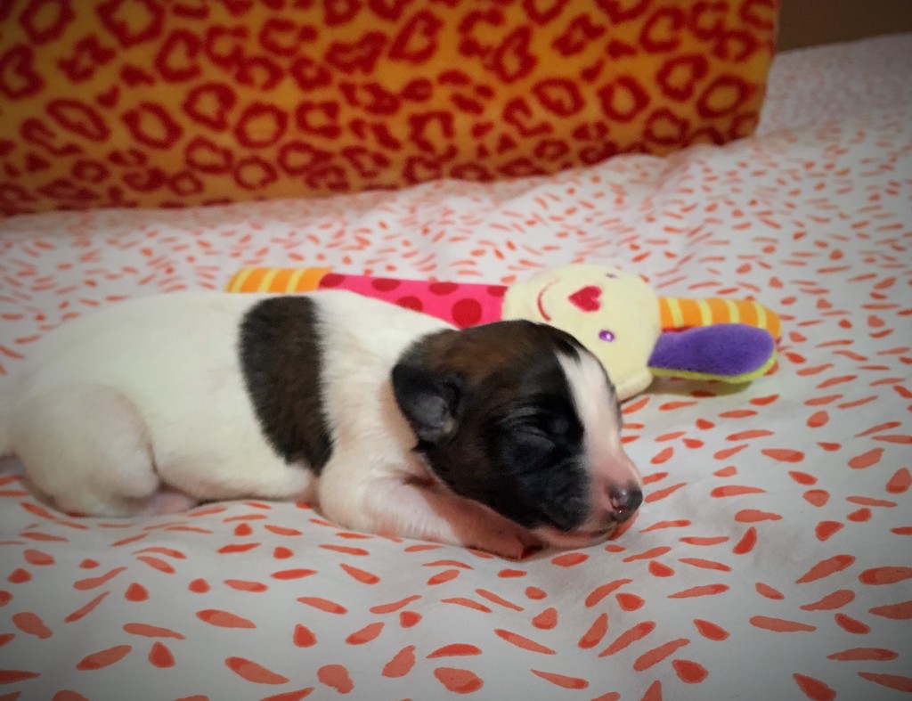 Jene Große vom schwarzen Schwan