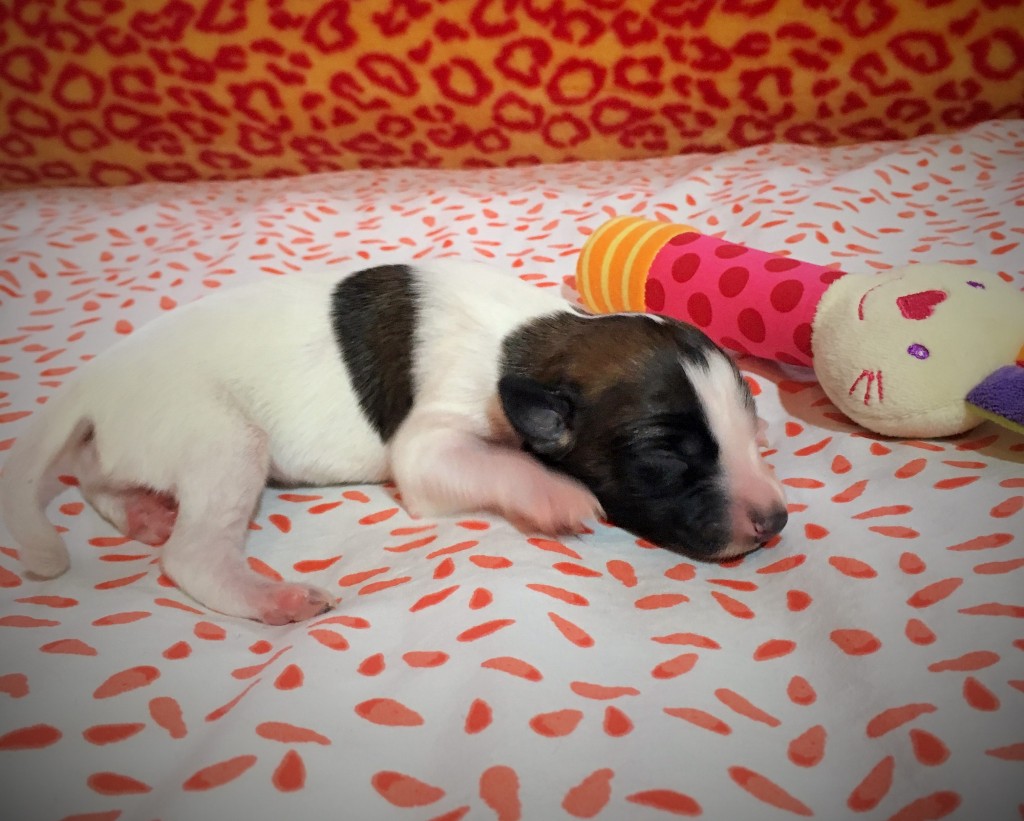 Jene Große vom schwarzen Schwan