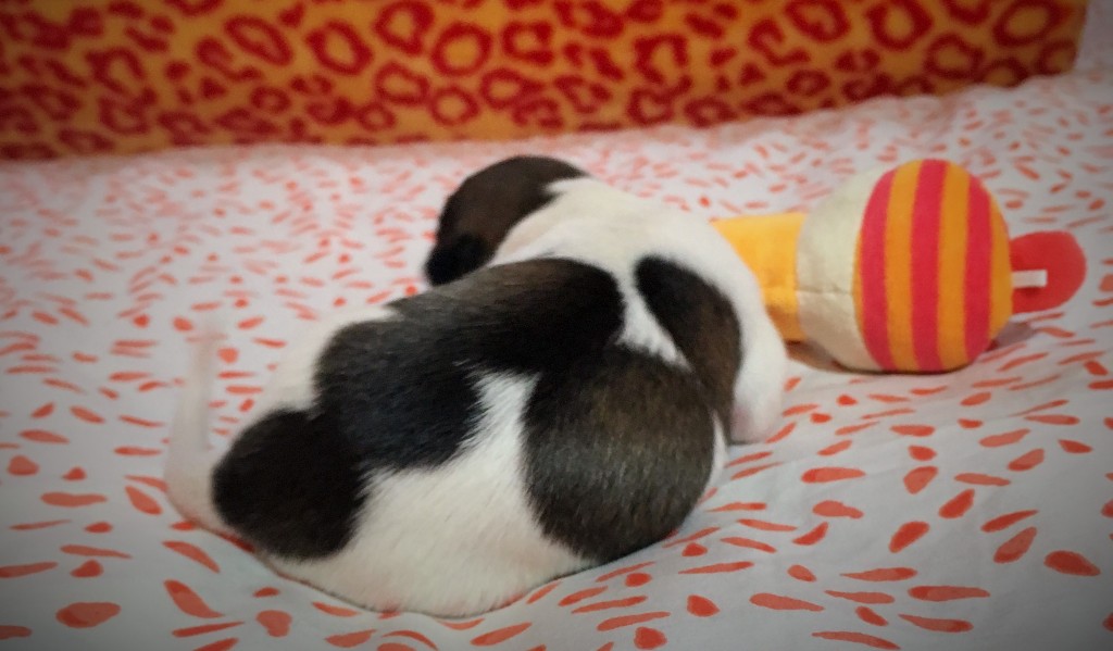 Jockel vom schwarzen Schwan