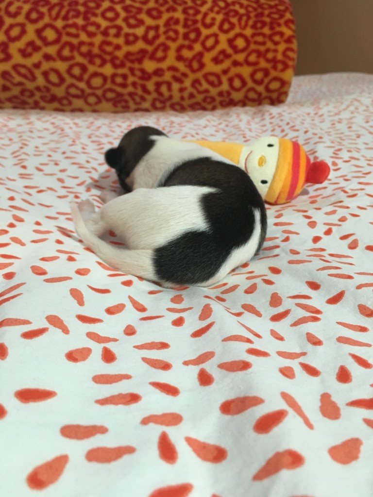 Jockel vom schwarzen Schwan