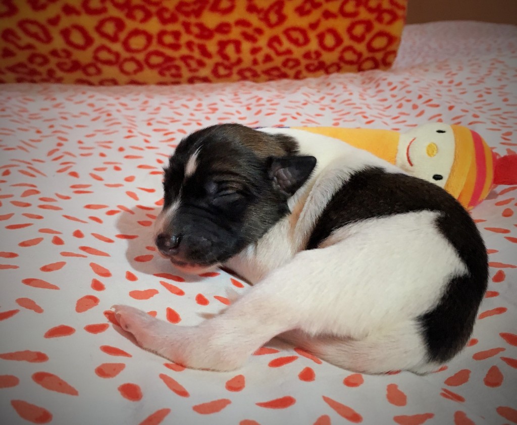 Jockel vom schwarzen Schwan