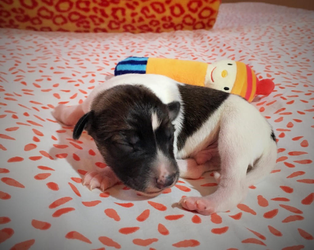 Jockel vom schwarzen Schwan