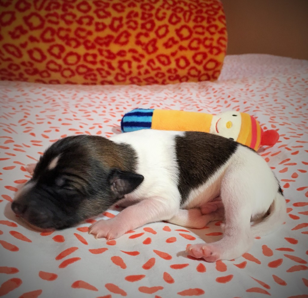 Jockel vom schwarzen Schwan