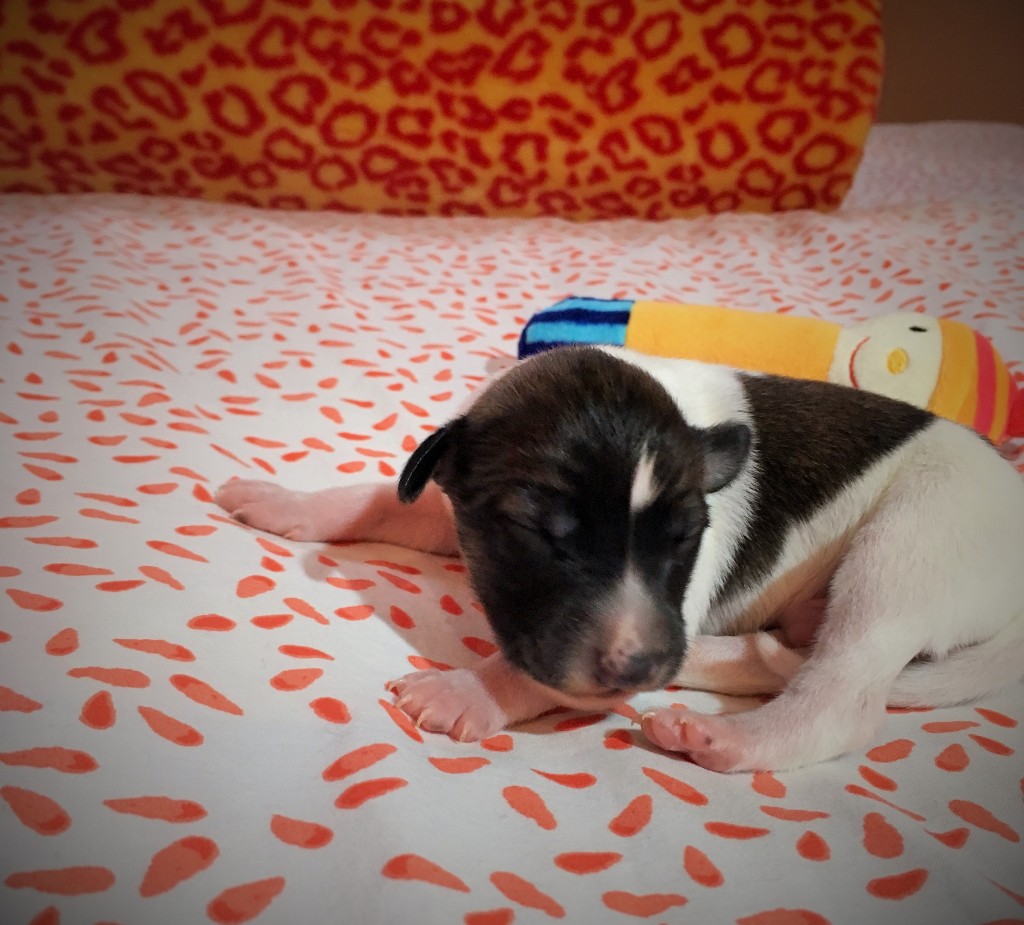 Jockel vom schwarzen Schwan