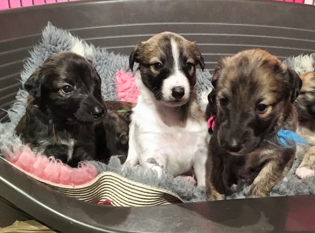 links Idyll, Idee, Ich und Du