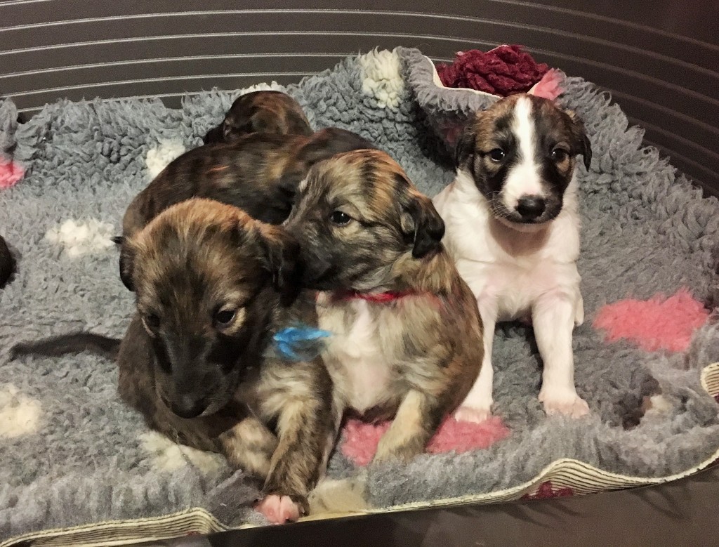 Ich und Du, Inschrift, Ikarus