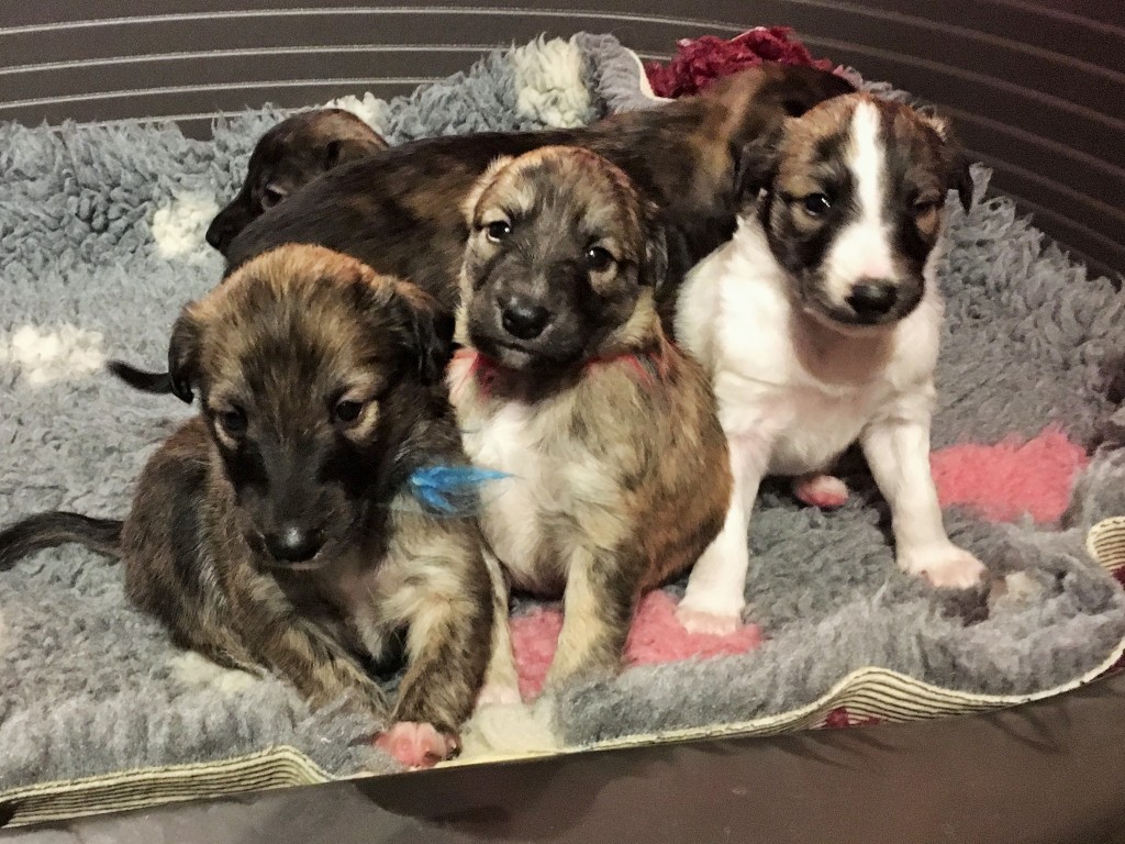 Ich und Du Inschrift, Ikarus