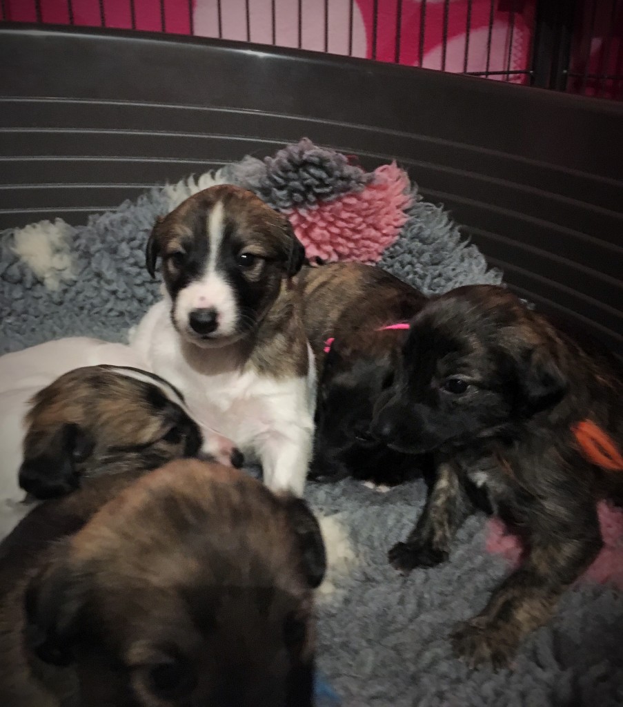 Idee in der Mitte, rechts Idyll