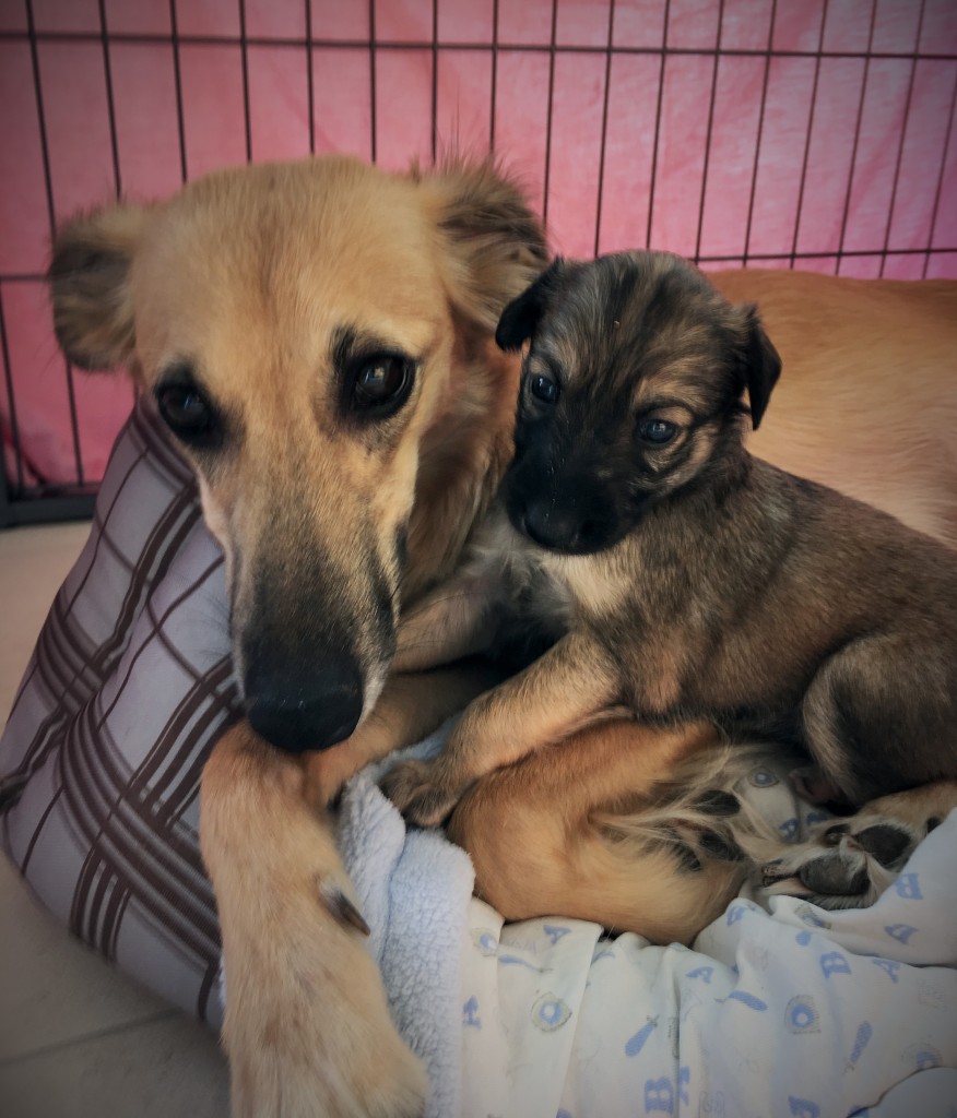 Anthea und Jubelfeier