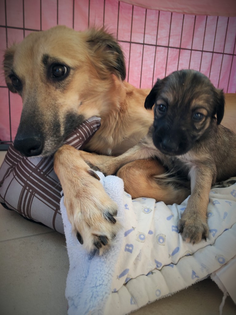 Anthea und Jubelfeier