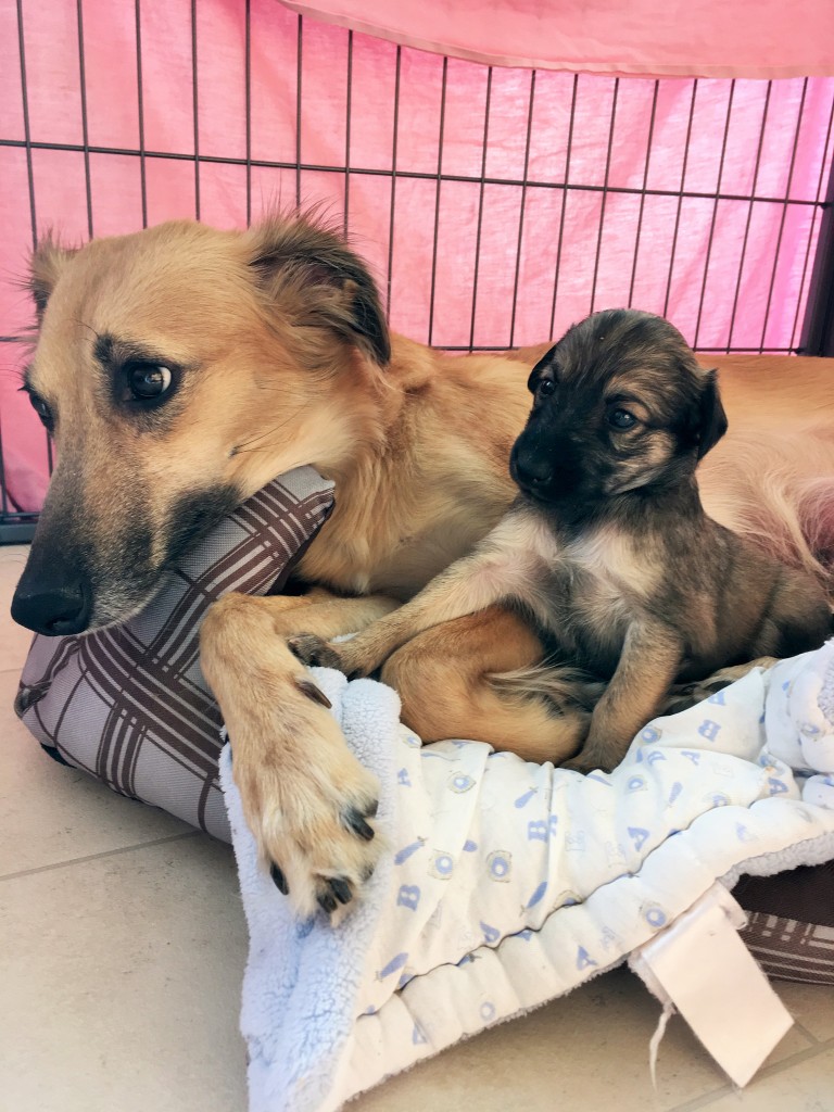 Anthea und Jubelfeier