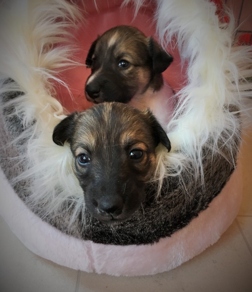 Jubelfeier und Jockel