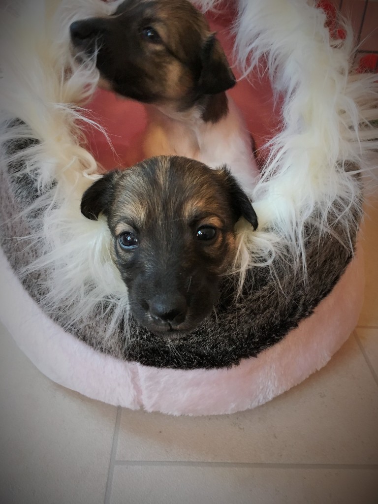 Jubelfeier und Jockel