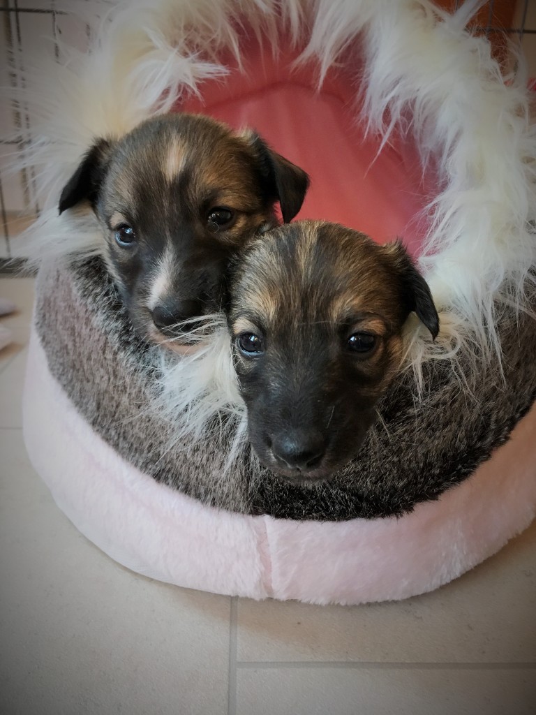 Jubelfeier und Jockel