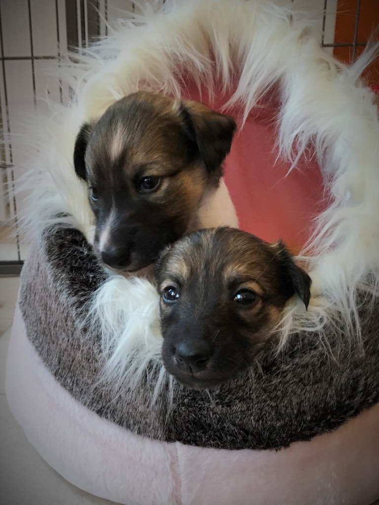 Jubelfeier und Jockel