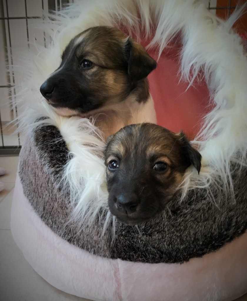 Jubelfeier und Jockel