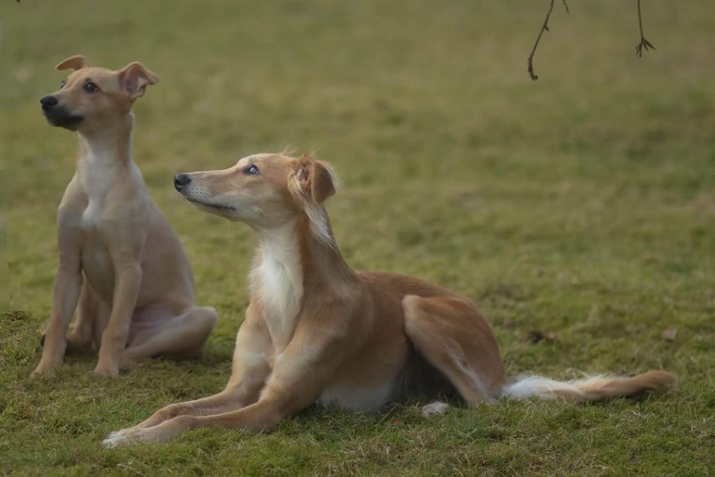 FB_IMG_1487417226970