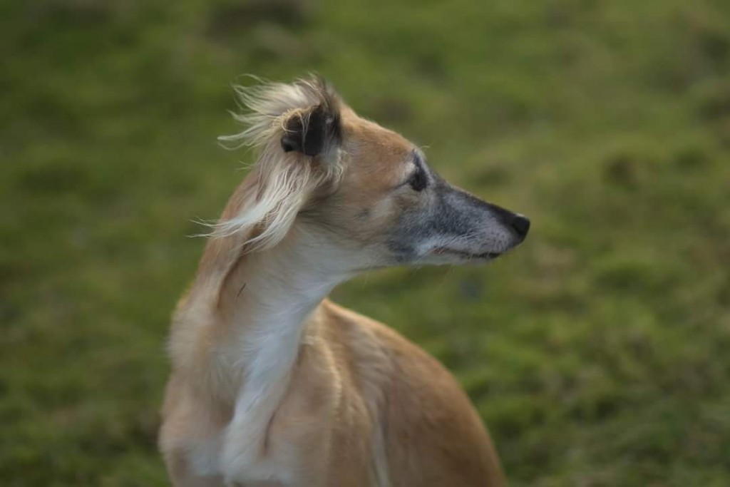 FB_IMG_1487417243335