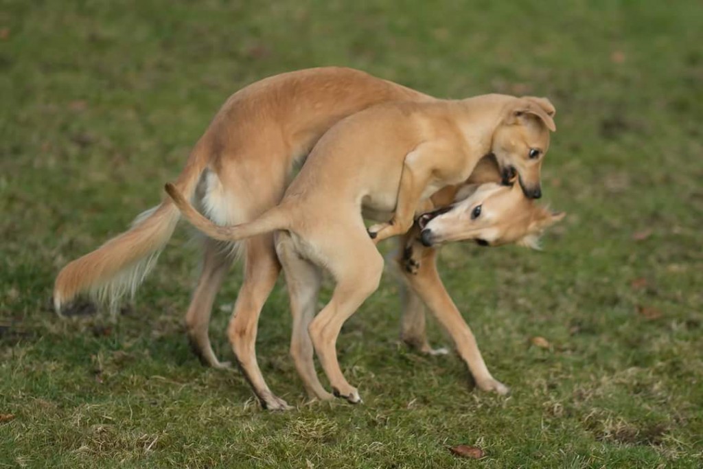 FB_IMG_1487419421318