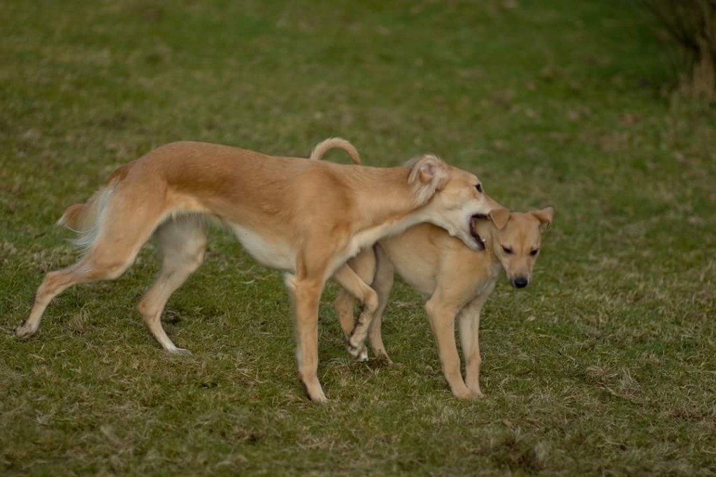 FB_IMG_1487419428247