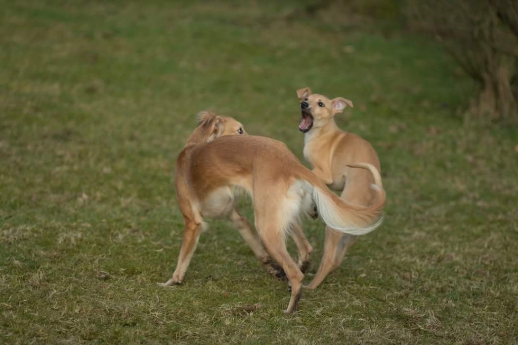 FB_IMG_1487419435366