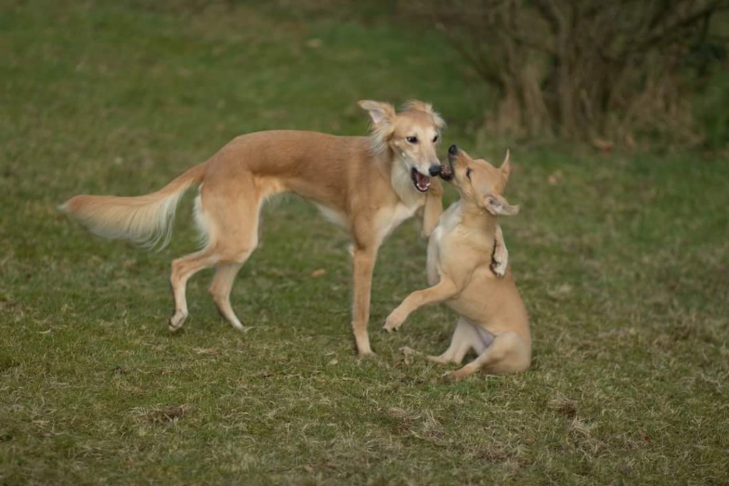 FB_IMG_1487419441997