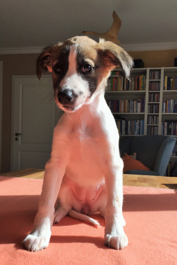 Jene Große (Smilla)