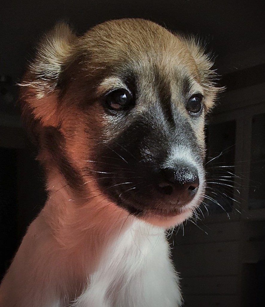 Jahreszeiten (Ventus)