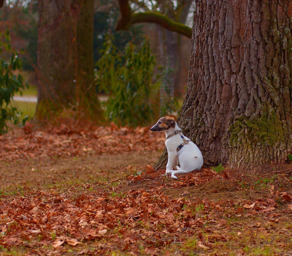 IMG_20170315_182953_400