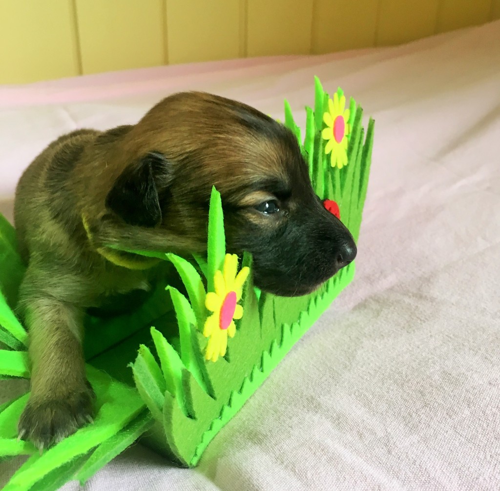 Küssekraut vom schwarzen Schwan