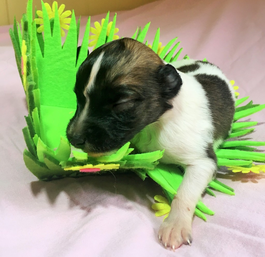 Konzert vom schwarzen Schwan